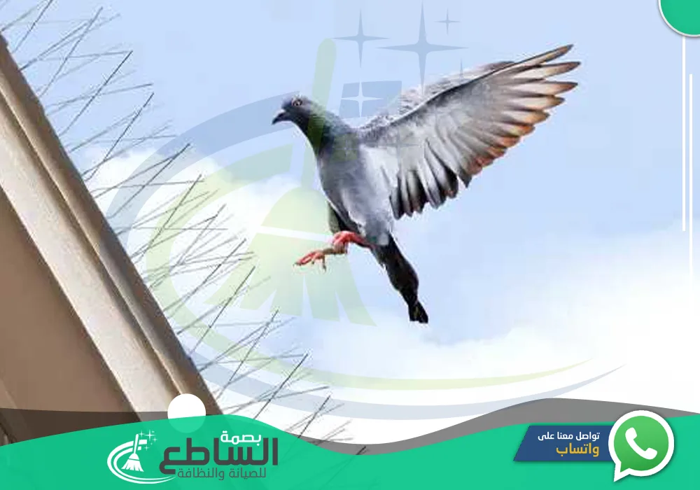 شركة مكافحة حمام بأبها 0557997714 | تركيب طارد الحمام 15 Pigeon control company in Abha 2