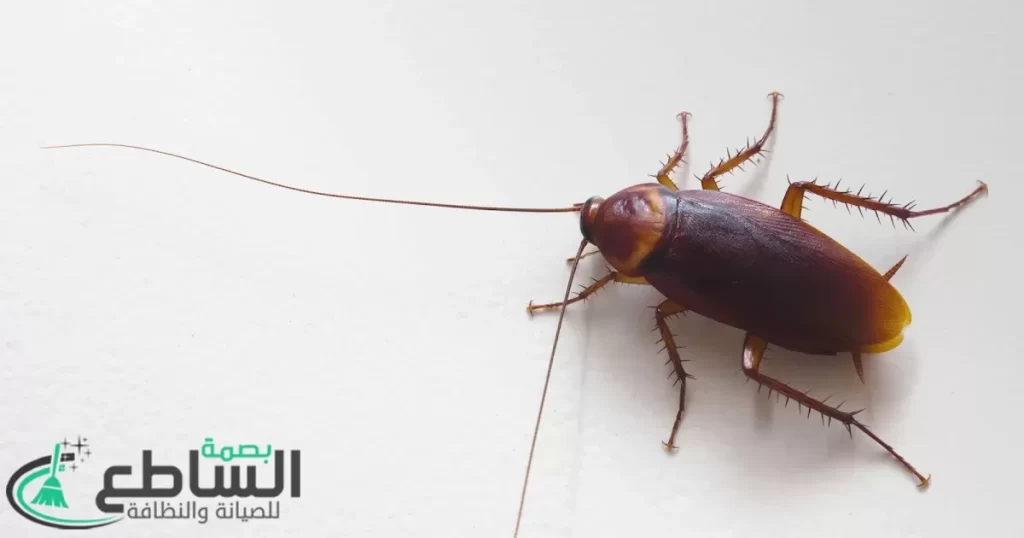 شركة مكافحة حشرات بالواديين | 0557997714 | رش مبيدات 21 Cockroaches pesticides in Khamis Mushait1 2