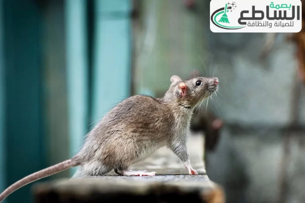 شركة مكافحة حشرات بالواديين | 0557997714 | رش مبيدات 23 Mice control company in Khamis Mushait1 3