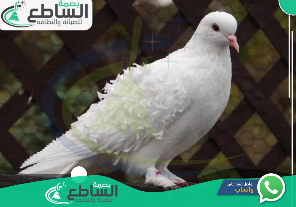 أرخص شركات مكافحة الحمام بخميس مشيط | شركة تركيب طارد الحمام بخميس مشيط