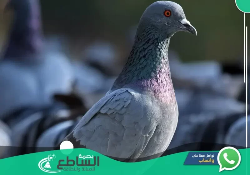 Pigeon control company in Khamis Mushait 2 e1676905072210