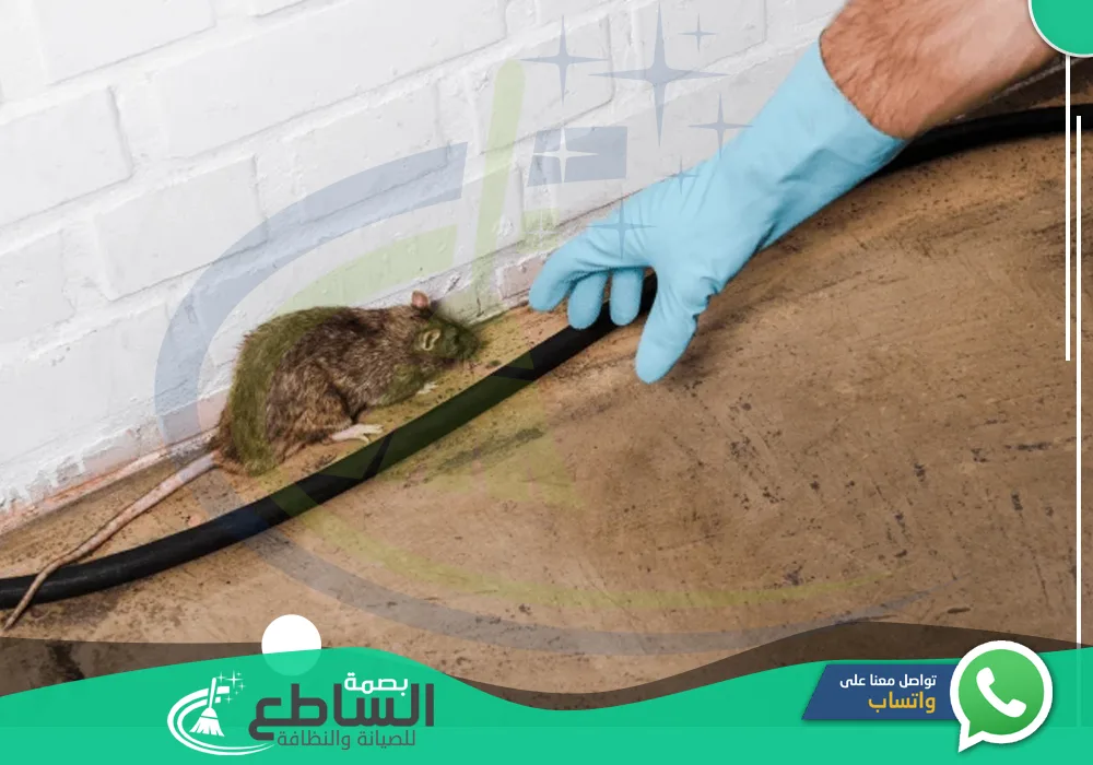 شركات مكافحة الفئران بخميس مشيط