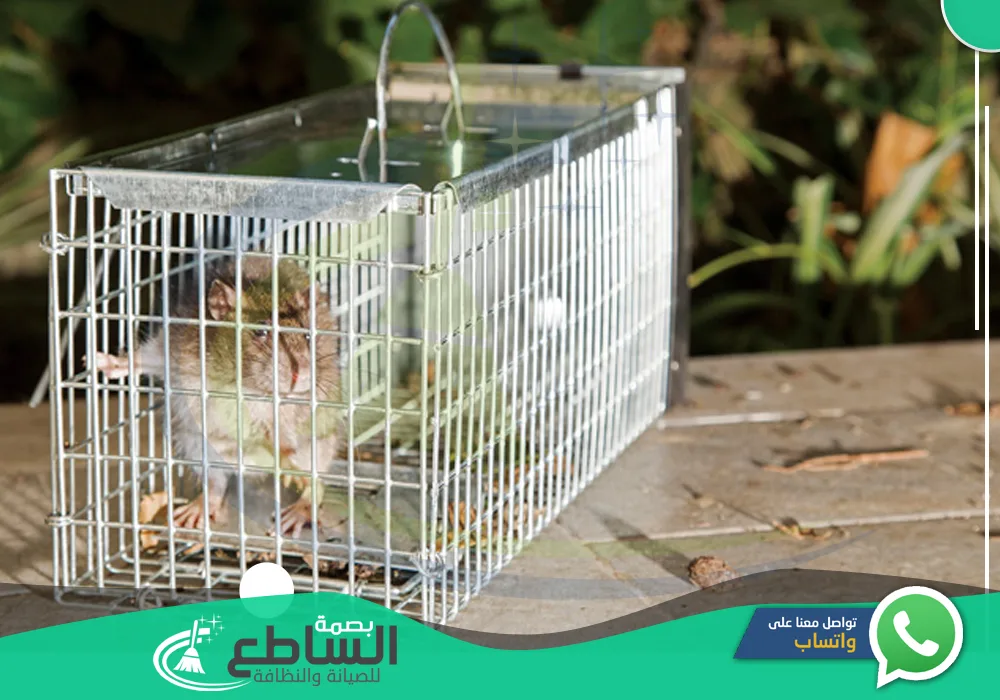 أرخص شركة مكافحة فئران بخميس مشيط