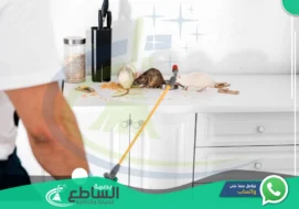 شركة مكافحة فئران بخميس مشيط | 0557997714 | إبادة الفئران بالضمان