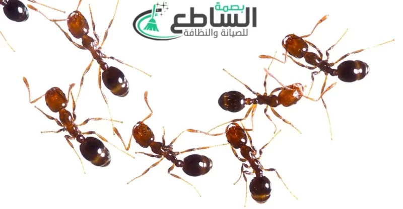 شركة مكافحة حشرات بالواديين | 0557997714 | رش مبيدات 22 Spraying pesticides in Khamis Mushait e1676906213693