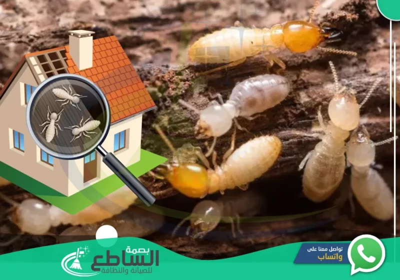 شركة مكافحة النمل الابيض بابها | 0557997714 | أحدث المعدات