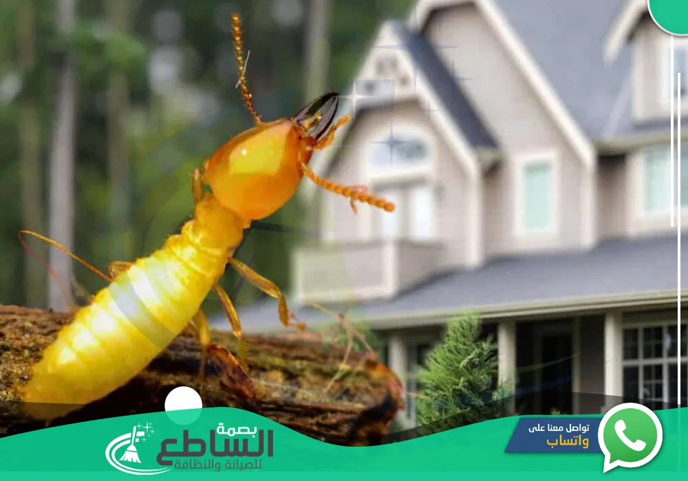 شركة مكافحة النمل الابيض بابها