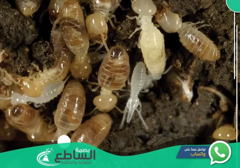 شركة مكافحة حشرات بوادي بن هشبل | 0557997714 | إبادة فورية 12 Termite control door1 e1676902084609