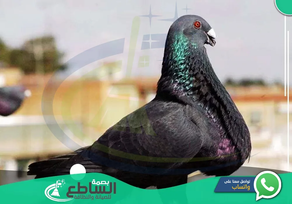 شركة مكافحة حمام بأبها 0557997714 | تركيب طارد الحمام