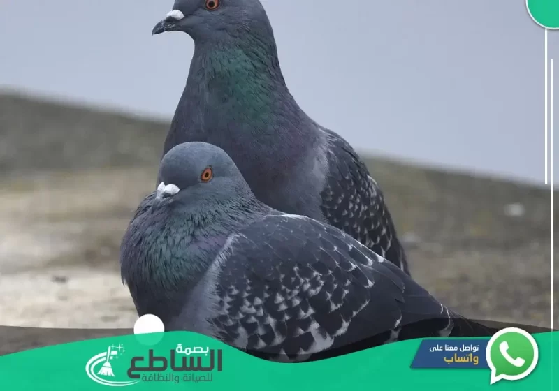 anti pigeon company in Abha 1 e1676890367107