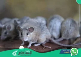 شركة مكافحة فئران بأبها | 0557997714 | ابادة قوارض بخصم 25%